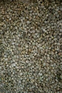 Hennep 10kg -Visproducten Winkel hengelsportlauwe hennep 10kg 2